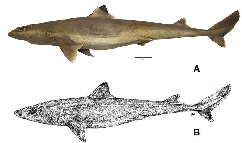 (A) Photo of an ddult female Squalus clarkae from the Gulf of Mexico, (B) sketch of an adult female S. clarkae.